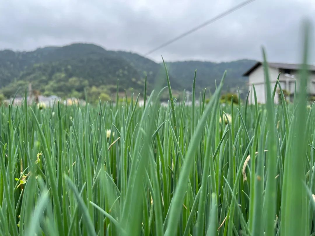 　　正安县谢坝乡东礼社区小香葱种植基地