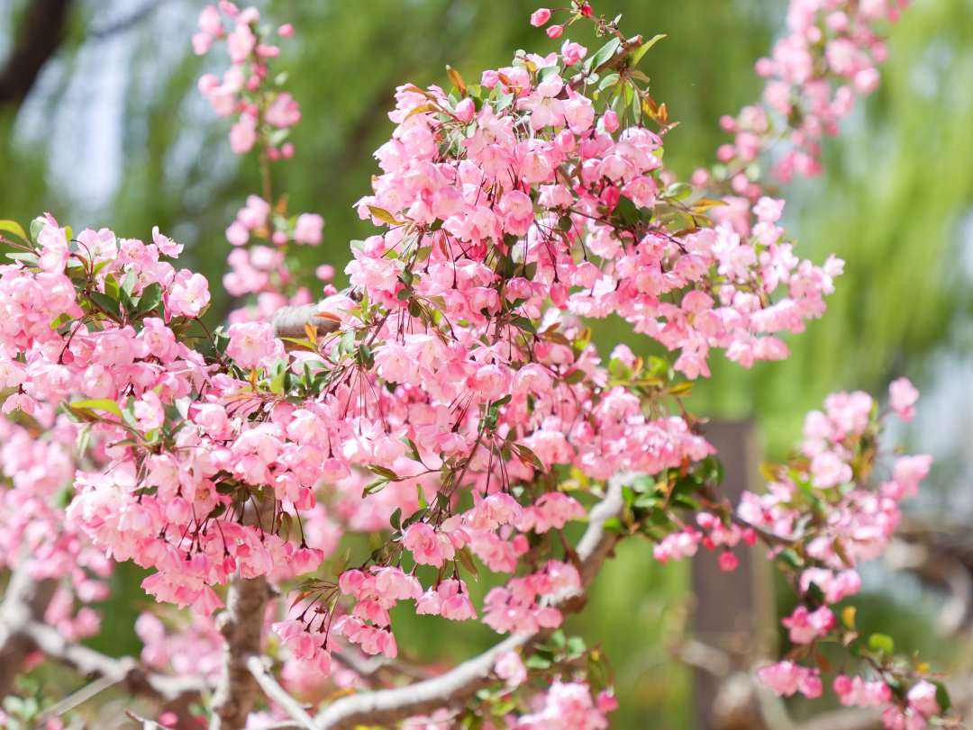 促进农文体旅商融合发展 第二十六届北京平谷国际桃花节开幕