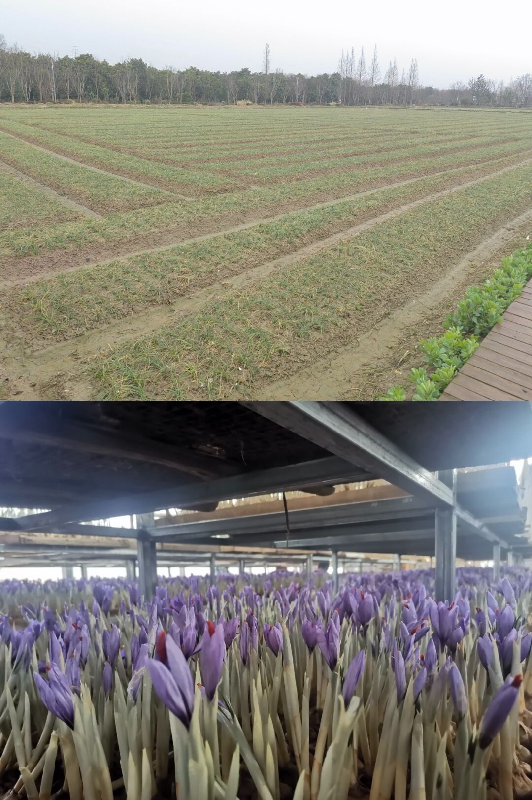半载农田半载室内的生长培育方式,让国产藏红花的品质更佳.