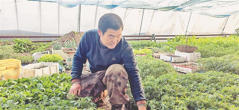 菜农在大棚里侍弄蔬菜秧苗。