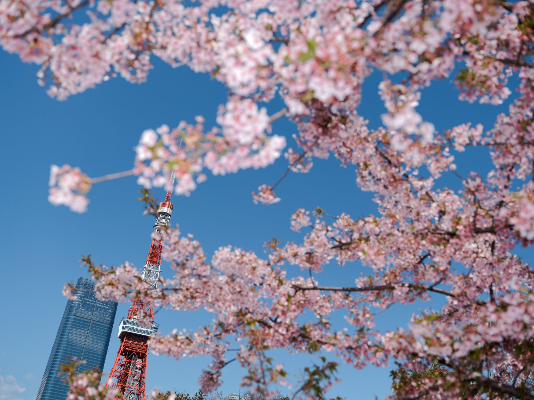 这是3月13日在日本东京拍摄的东京塔和盛开的樱花。新华社记者张笑宇摄