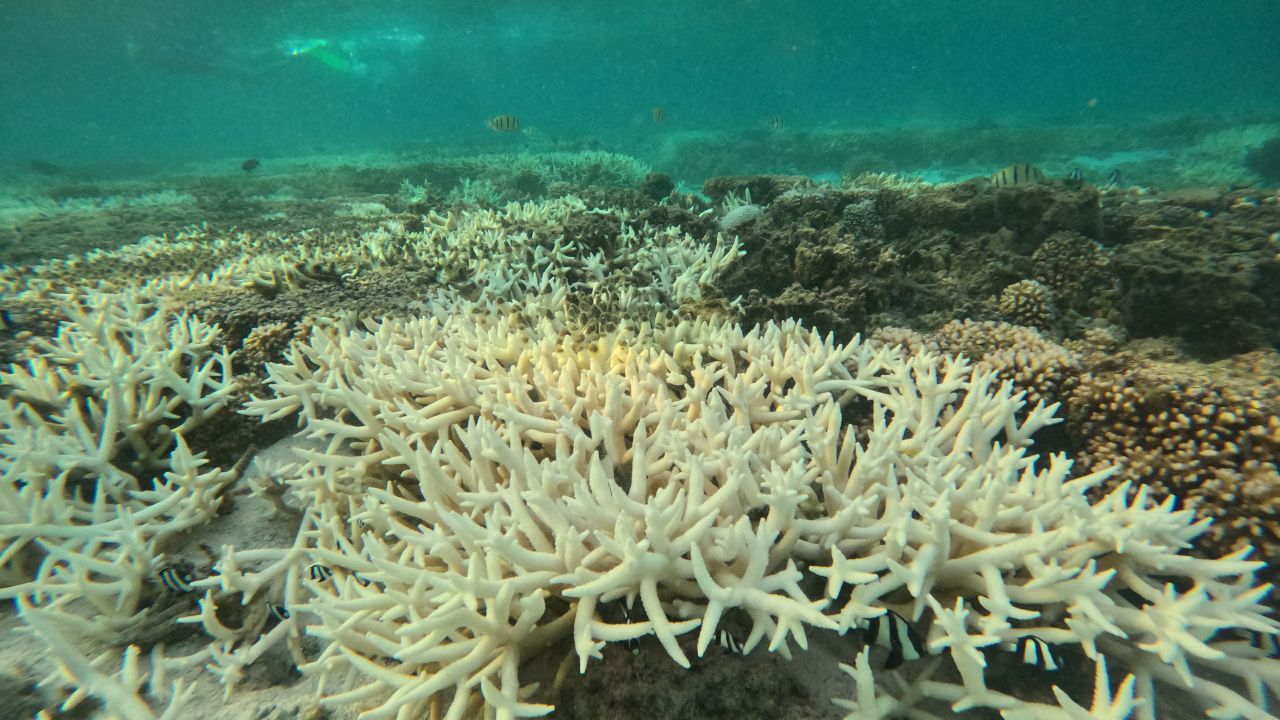 ▲全球珊瑚礁正在经历因极端气候变化导致的第四次大规模漂白灾难