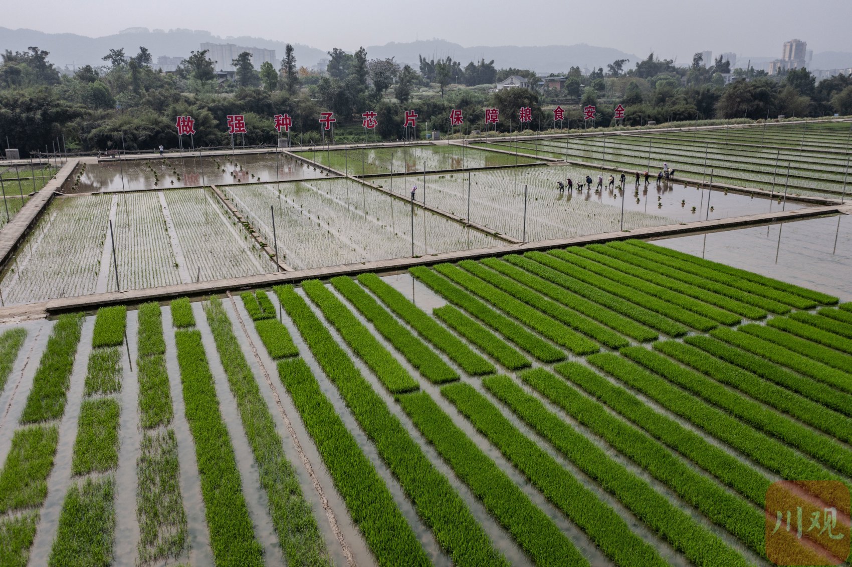 c视频丨优中选优 为天府粮仓提供新品种|水稻_新浪财经_新浪网