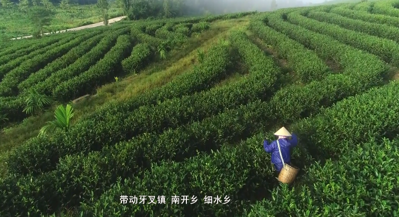 白沙:生态有机"薄沙茶" 品质优良美名扬_新浪财经_新浪网
