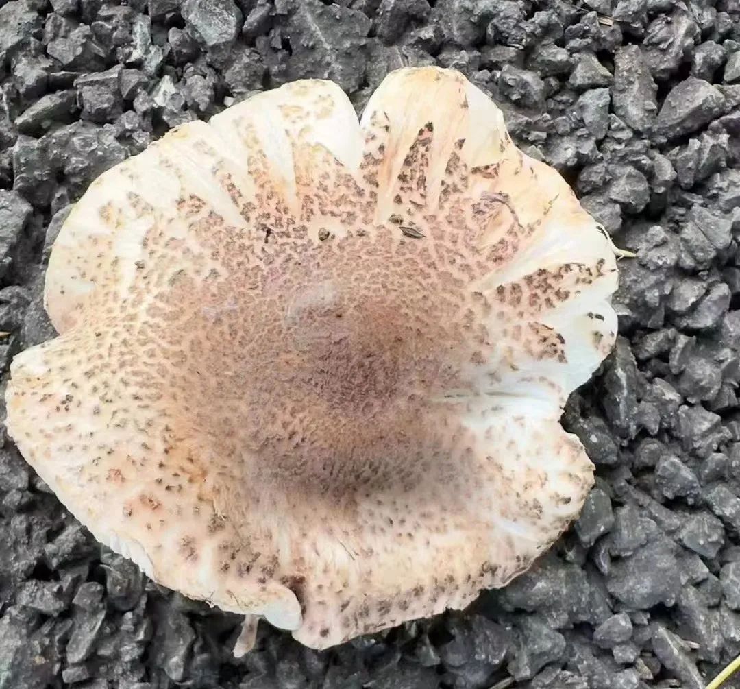 野生蘑菇的大小,形状,颜色,花纹千变万化,普通人很难分辨哪些是有毒的