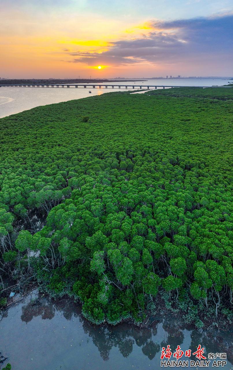 儋州湾红树林.海南日报记者 陈元才 摄