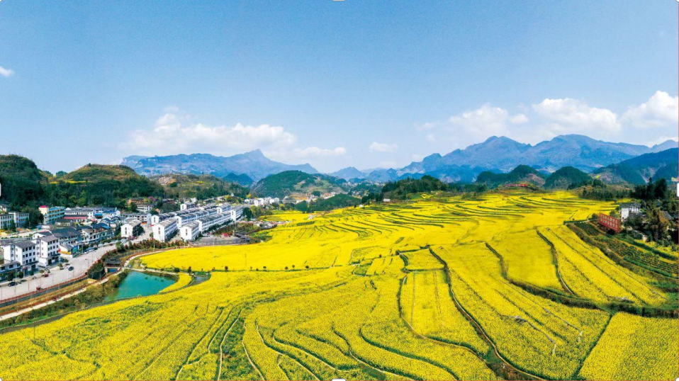 【融媒体中心新闻播报】遵义正安:"繁花"带来"美丽"经济_新浪财经
