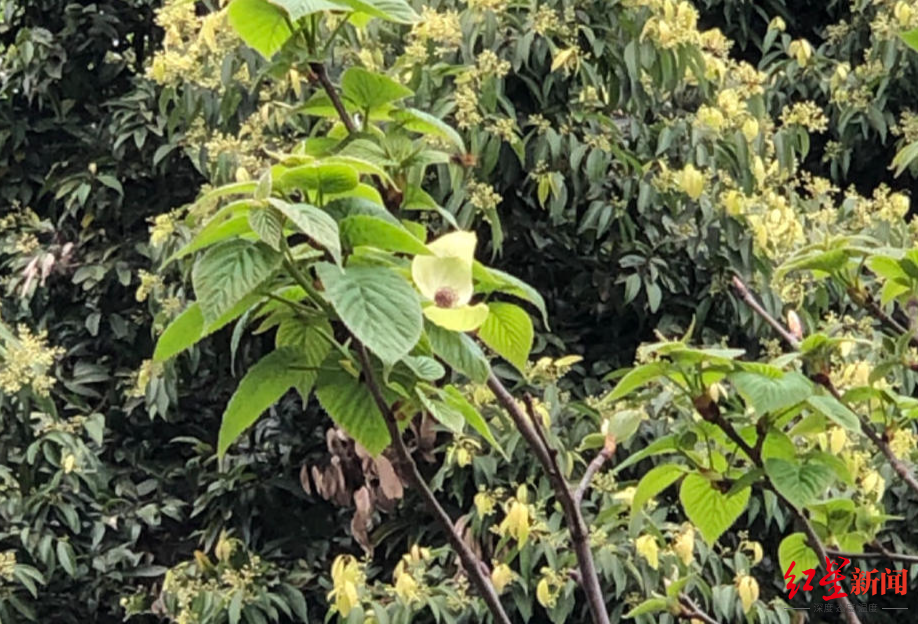 成都闹市珙桐开花，这座“超级植物博物馆”还有更多惊喜→