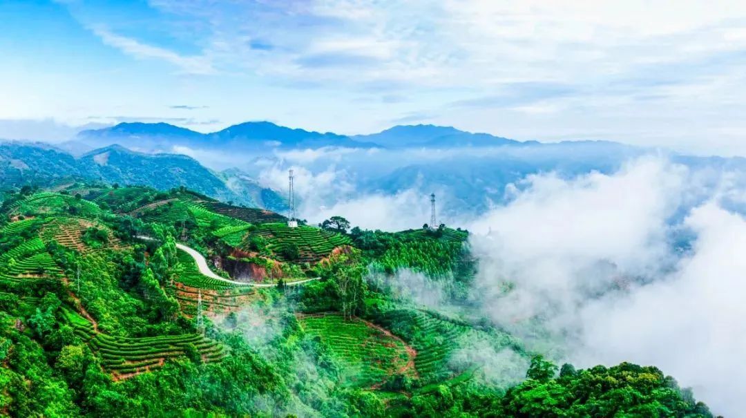 这里的茶,却充满了"科技味"但是在广东潮州凤凰山茶产业是典型的传统