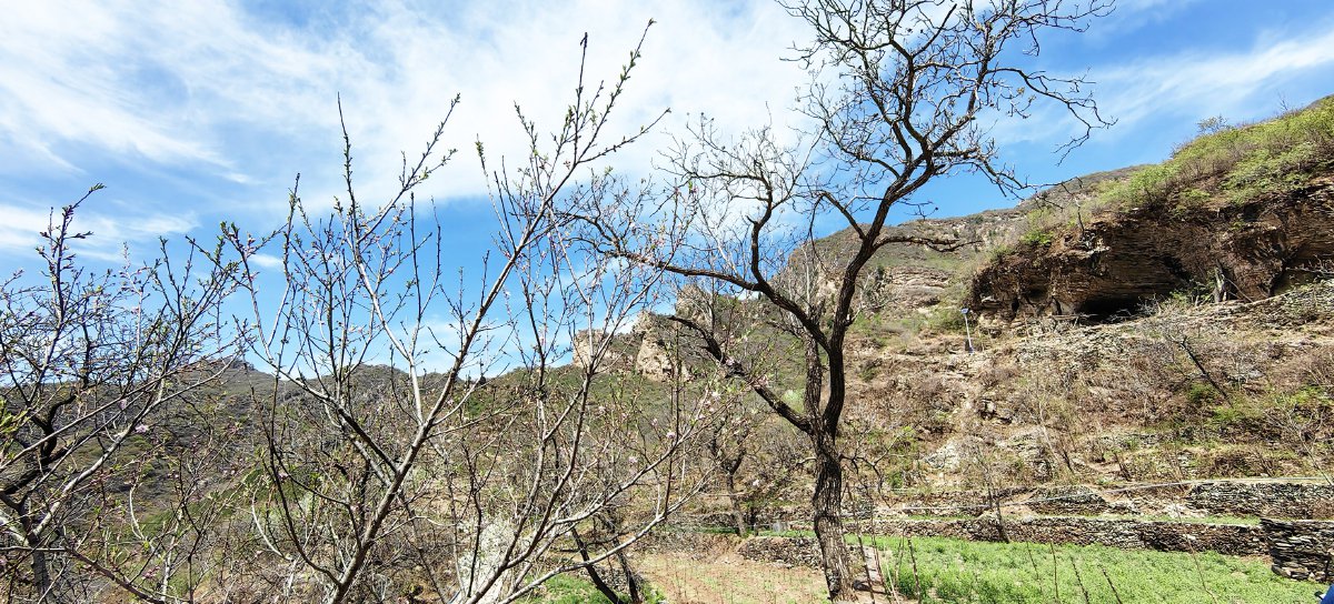 霞云岭乡的香椿树已经发芽，将在探索林下经济发展中发挥作用。记者 池阳/摄