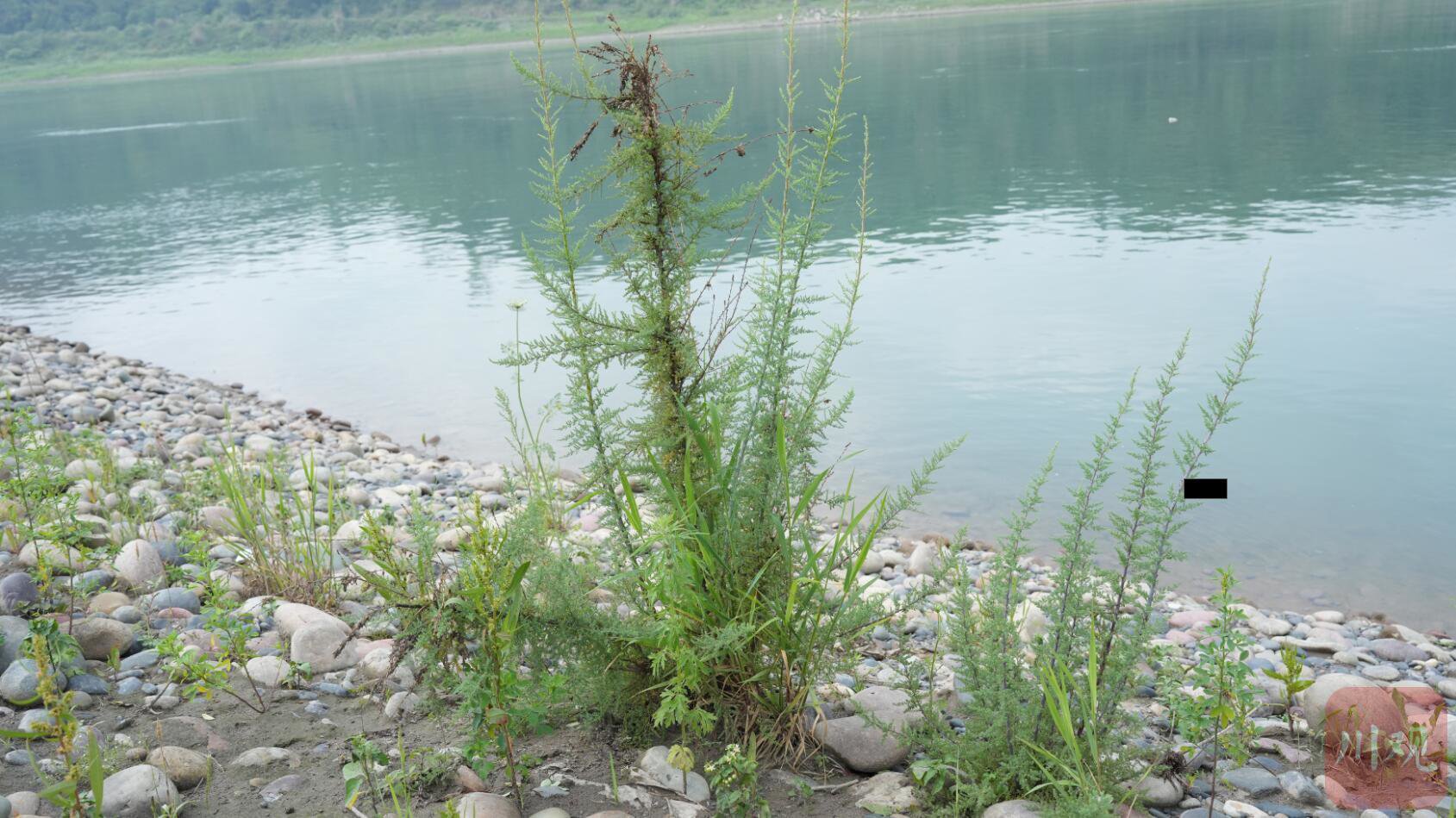 香炉滩上的疏花水柏枝.