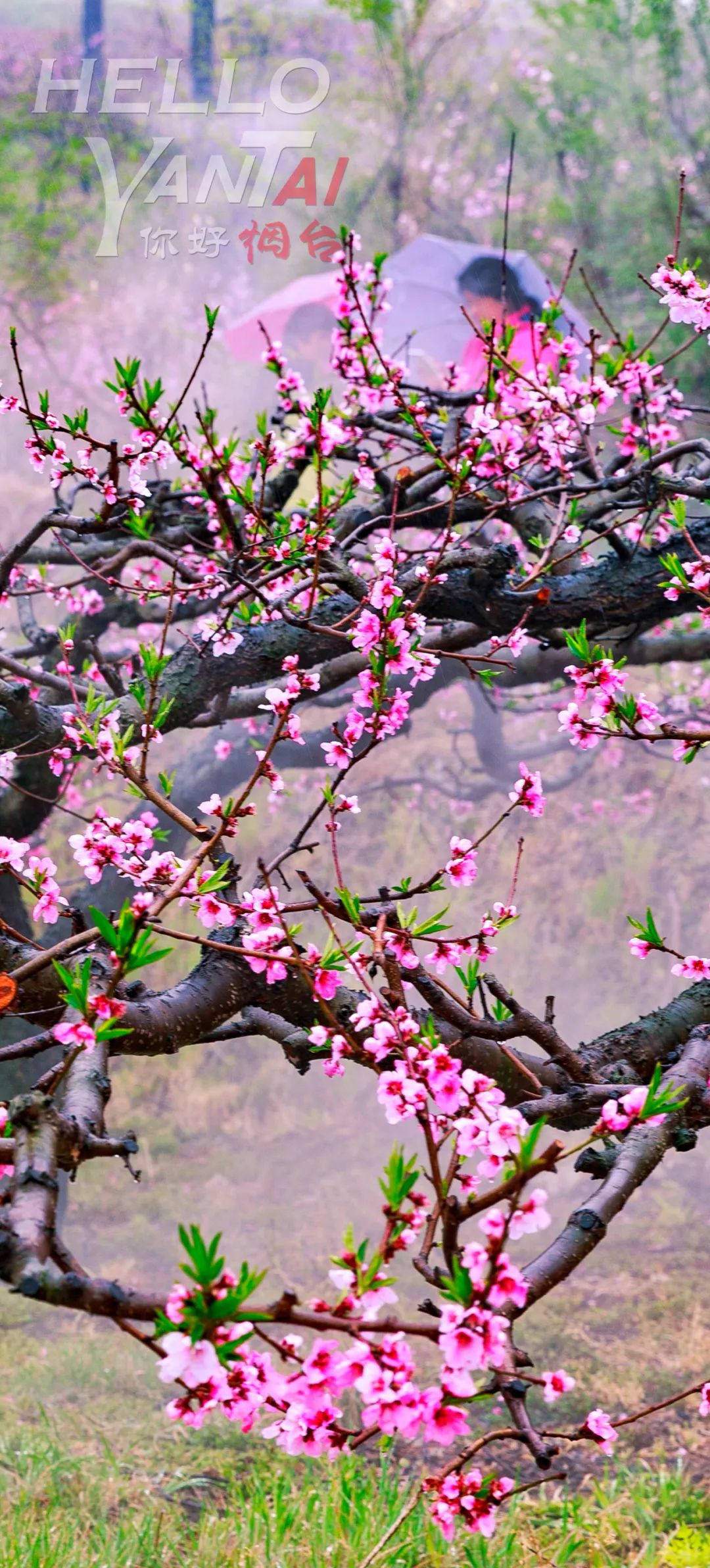 桃花灼灼斗春芳