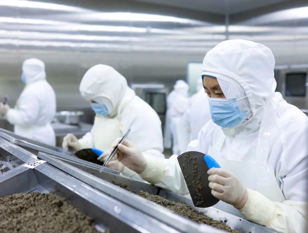 四川润兆渔业有限公司的工作人员正在制作鱼子酱