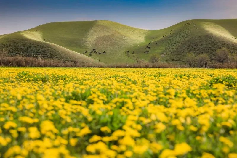 4月15日,新源县加吾尔山上的各类小花绽放,点缀在绿色的草甸上,美不胜