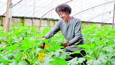     沈家村村民在打理西葫芦秧苗。王雯静摄/光明图片