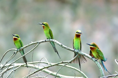 段道清摄/光明图片