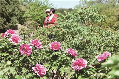 最近，北京圆明园内的牡丹开始进入盛放期，吸引不少游人参观赏花。图为游客在圆明园内欣赏盛开的牡丹。新华社发 