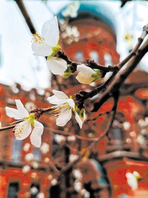 建筑艺术广场桃花开放。“哈报手机记者”张亚非摄