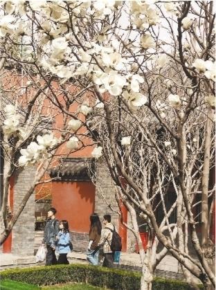 沈阳故宫九间殿院落里的玉兰开了，一树春意，正向阳生长。
