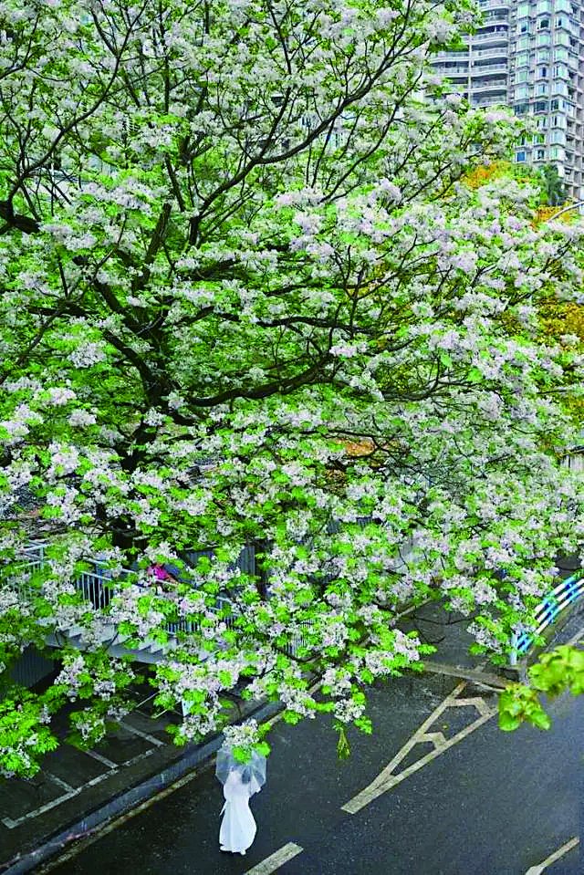 九龙坡区九滨路天桥旁的一棵苦楝树开花，与天桥、行人共同构成了一幅唯美浪漫的春日画卷。