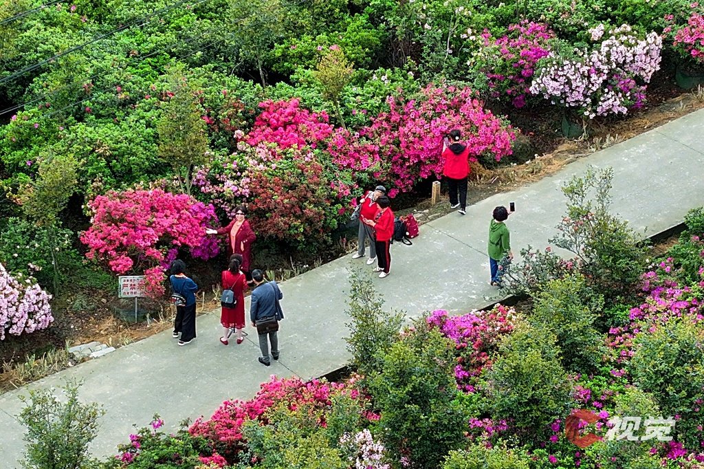 游客在忙城杜鹃花公园赏花拍照。(C视觉摄影师 朱志宏 摄)
