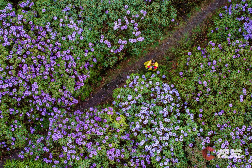 游人在龙池国家森林公园拍摄杜鹃花。(C视觉摄影师 龚全意 摄)