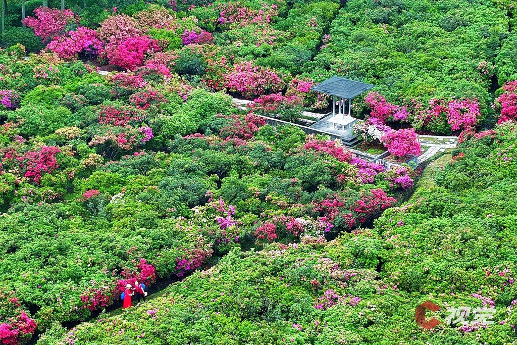 崇州忙城杜鹃花公园进入杜鹃花观赏季。(C视觉摄影师 朱志宏 摄)