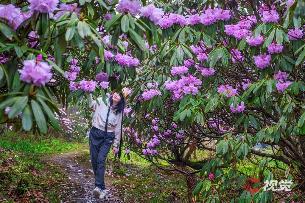 游人在龙池国家森林公园观赏杜鹃花。(C视觉摄影师 何淑芳 摄)