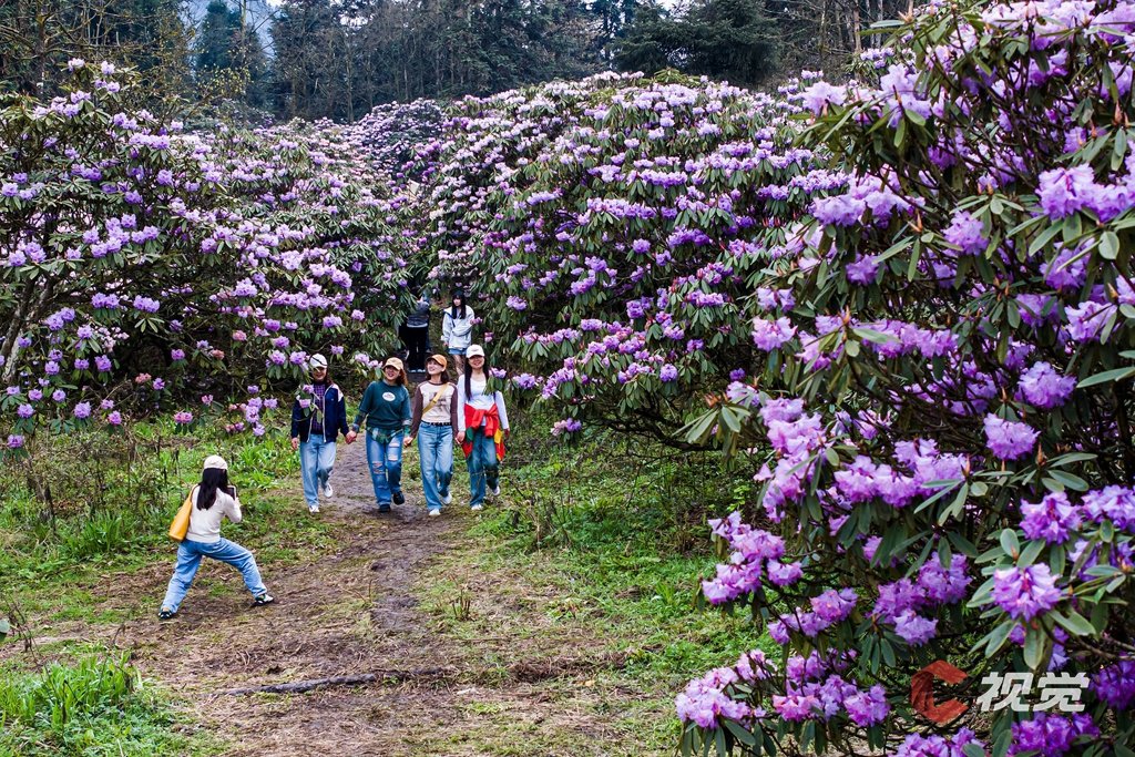 龙池国家森林公园内的杜鹃花盛开，游人在花间打卡拍照。(C视觉摄影师 龚全意 摄)