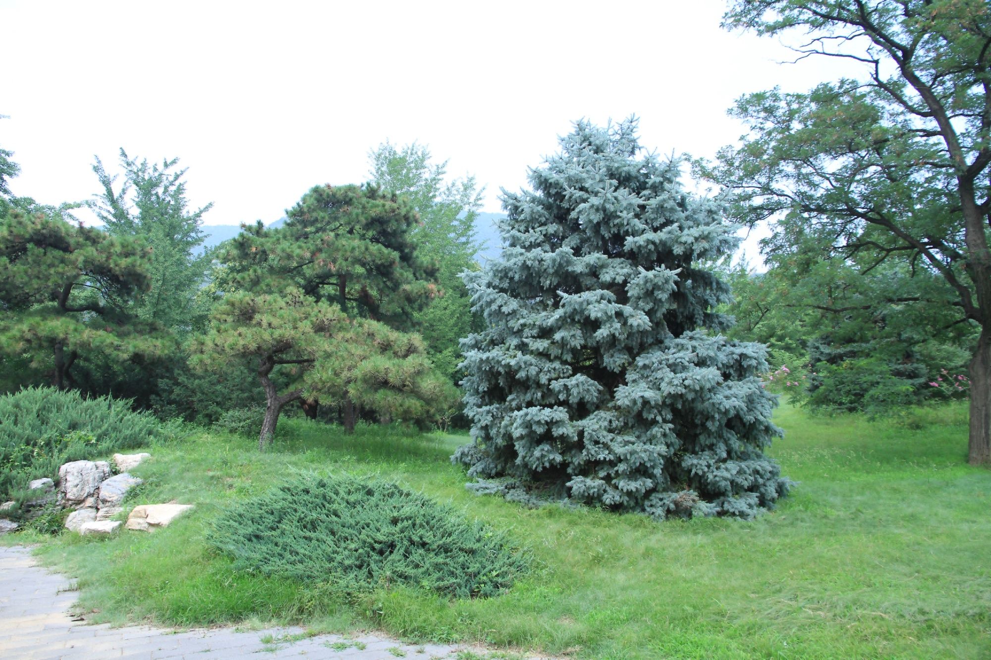 国家植物园迎来揭牌两周年珍稀濒危植物的诺亚方舟如何打造