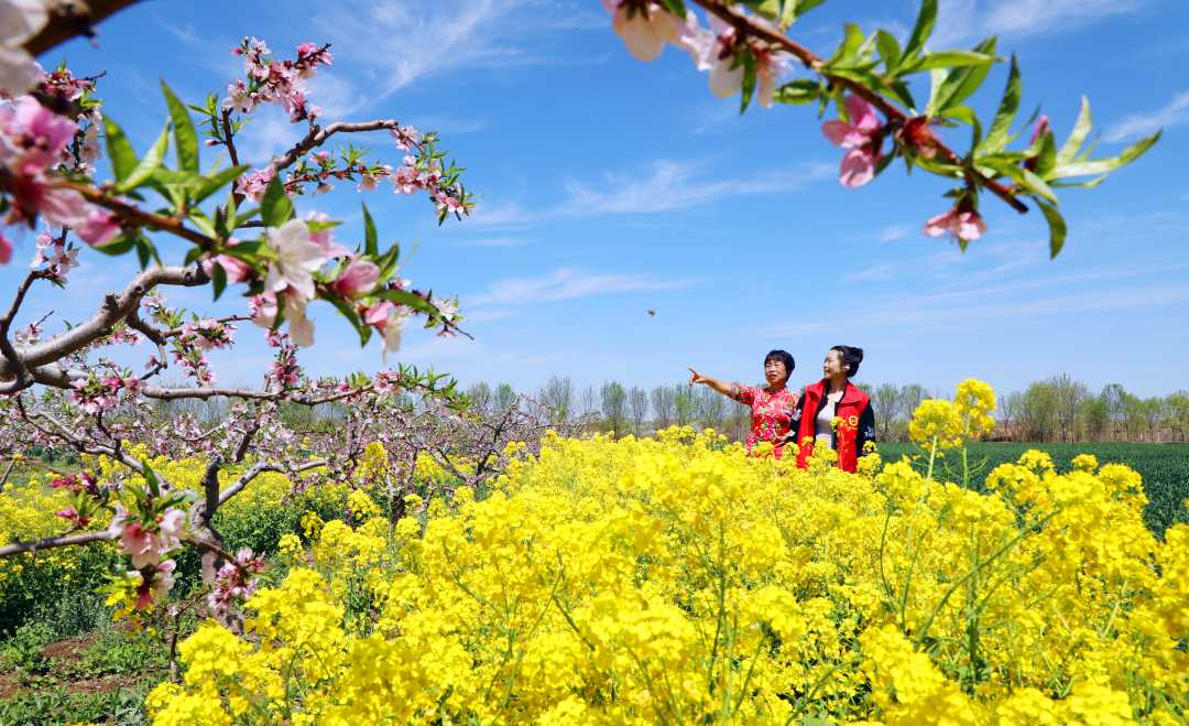 人间四月天 鲜花映麦田