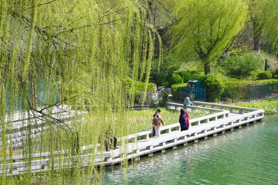 济南市大明湖的柳树。徐速绘摄（新华社）