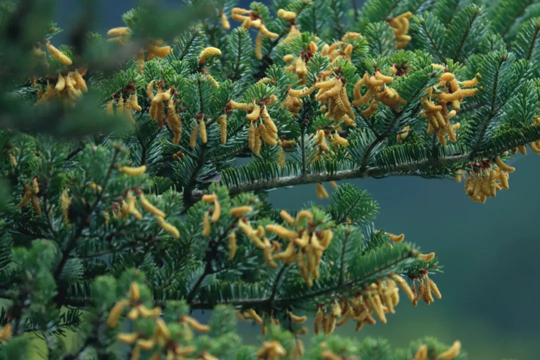 百山祖冷杉雄花开了有着"植物活化石"和"植物大熊猫"之称的被列为全球