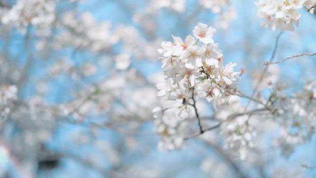 学校里的花开了，迎着太阳绽放（九亭三小 蔚博摄 )