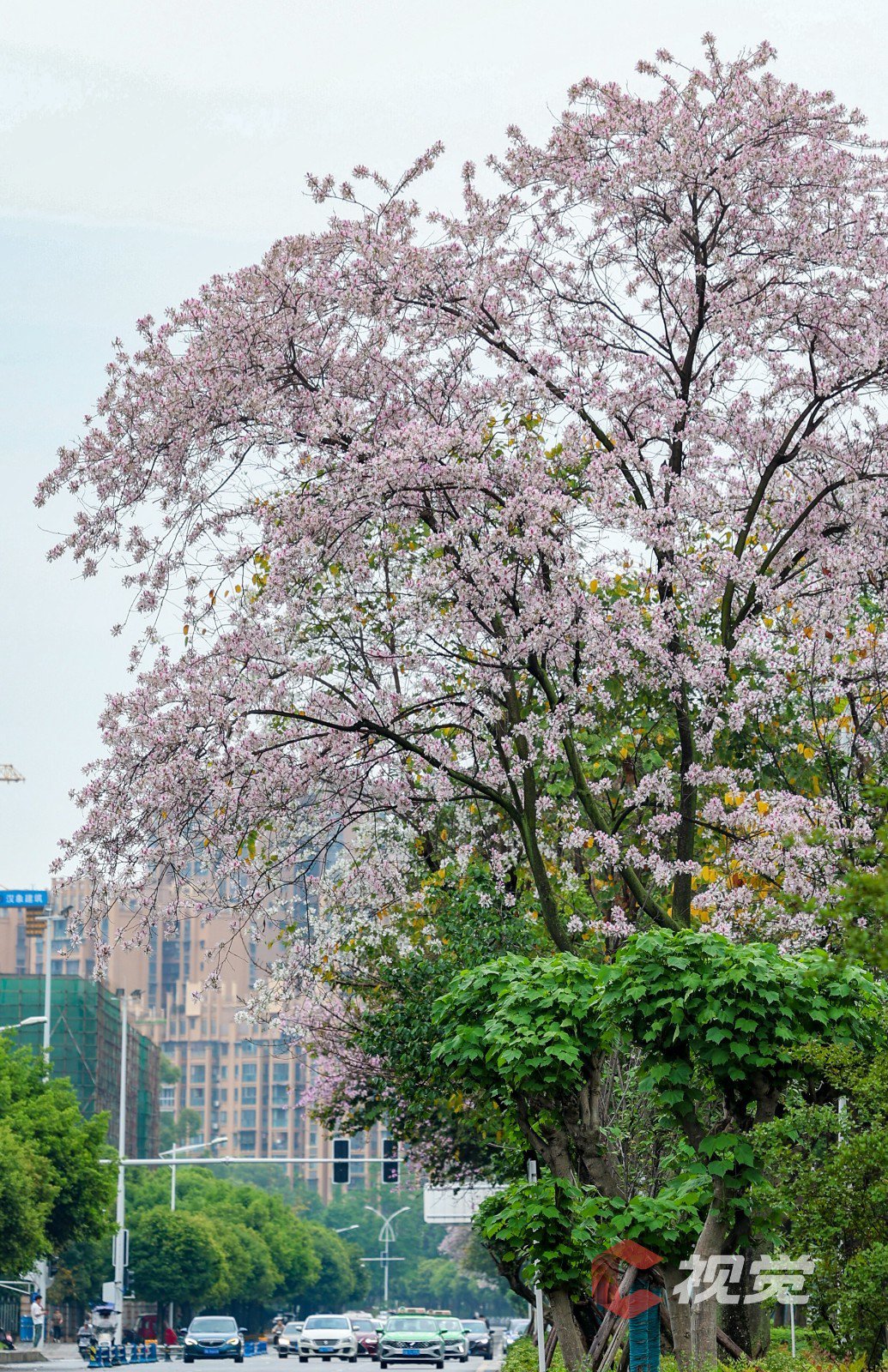 这里的羊蹄甲花浪漫成海_新浪财经_新浪网