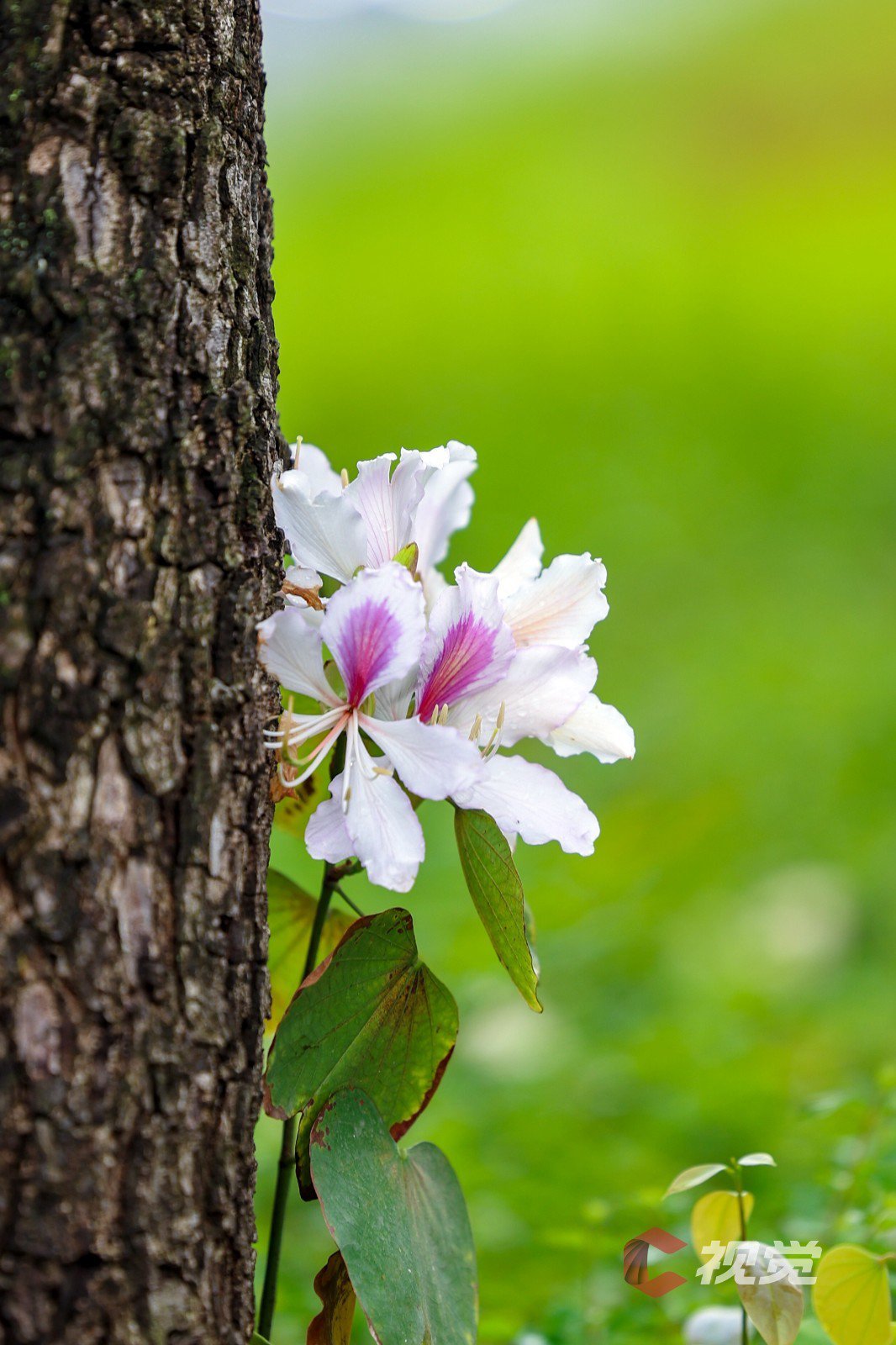 这里的羊蹄甲花浪漫成海_新浪财经_新浪网