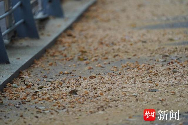 南京街头又飘梧桐絮,提醒市民要做好防护