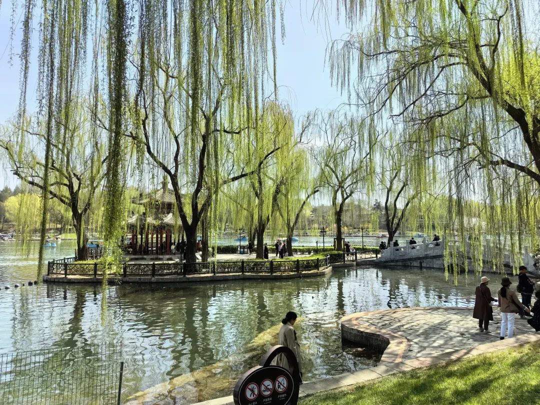 北京市陶然亭公园的垂柳，据预测，北京飞絮期从4月上旬开始到5月下旬结束，持续50天左右。本报记者 郭云飞摄