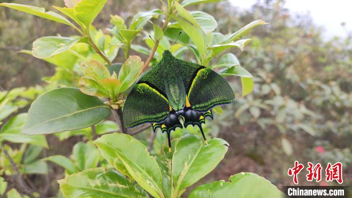 江西龙南九连山首次拍摄到"中国国蝶"高清动态视频|江西省_新浪财经