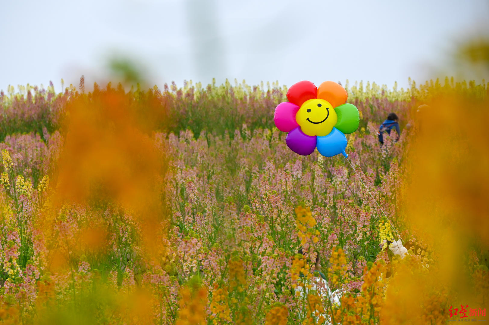 ▲3月6日，环城生态区白鹭湾示范区，彩色油菜花田上飘起一个气球  摄影 王勤