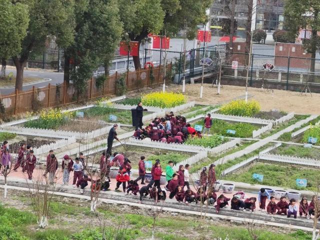 春满"农趣园"(新浜学校)爱好摄影的孩子,用相机记录春天(上外云间小学