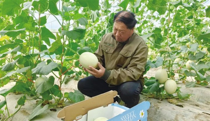 酒泉瓜州:扩规升级提品质 蜜瓜产业活力足|瓜州县_新浪财经_新浪网