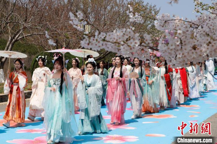 旅顺口区委宣传部供图旅顺樱花园景区主任王仁忠表示,4月18日开始至5