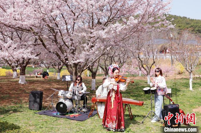 大连(旅顺)国际樱花节启幕 游客踏青赏樱领略盎然春意|大连市_新浪