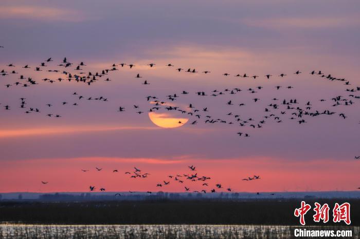 内蒙古"百鸟天堂"迎候鸟迁徙高峰 白鹤数量大幅提升