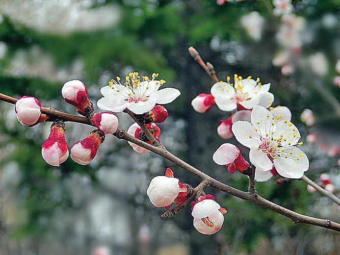 盛开的杏花_新浪财经_新浪网