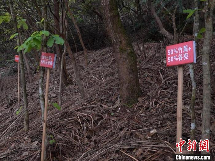 探索林下经济发展赤松茸种植，让农业废弃物成为培养基料。　芷江县委宣传部 供图