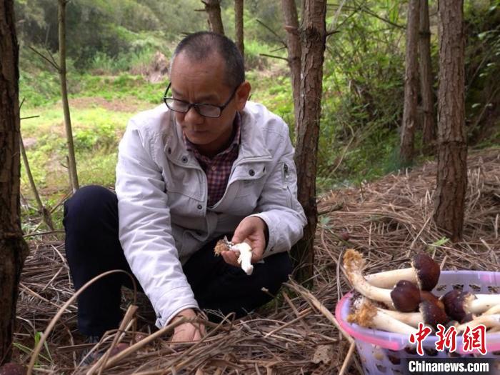 育兴家庭农场采摘红棕色的“大球盖菇”。　芷江县委宣传部 供图