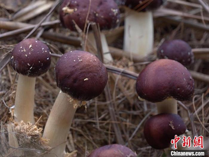 小土堆上长满了红棕色的“大球盖菇”。　芷江县委宣传部 供图
