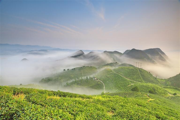 丹寨县龙泉镇马寨村茶叶种植基地。 苗西明 摄